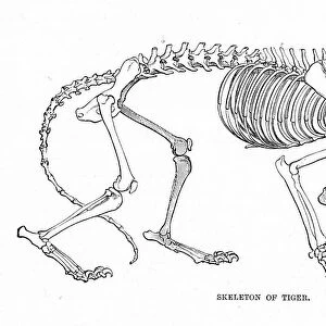 Skeleton of tiger engraving 1894d
