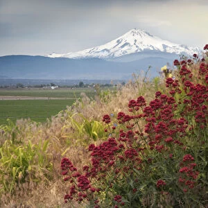 Snow-capped Mt. Jefferson rising majestically behind some red wildflowers, Oregon, USA