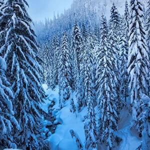 Snowcapped mountain and trees, Snoqualmie Pass, Washington State, USA