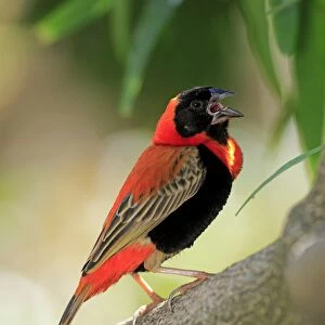 Southern Red Bishop -Euplectes orix-, adult perched on tree, singing, Western Cape, South Africa