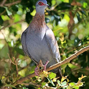 Speckled Pigeon -Columba guinea-, adult on tree, Simonstown, Western Cape, South Africa
