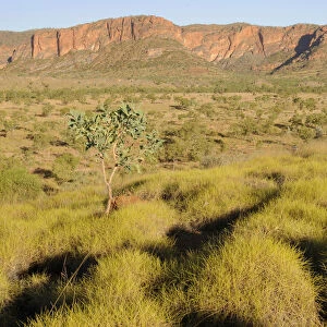 Spinifex grass in the Purnululu National Park, Bungle Bungle, Australia