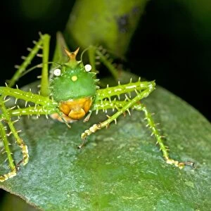 Spiny Devil Bush cricket -Panacanthus cuspidatus-, Tiputini rain forest, Yasuni National Park, Ecuador