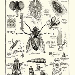 Stages and anatomy of a house fly