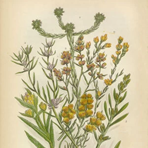 Sunflower, Cudweed, Helichrysum, Filago, Cottonroses, Victorian Botanical Illustration