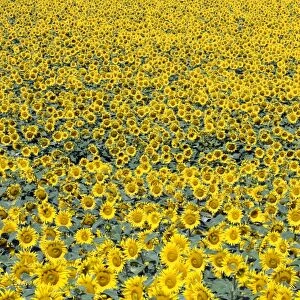 Sunflower field, Common sunflowers -Helianthus annuus-