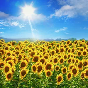sunflowers under blue sky and shining sun