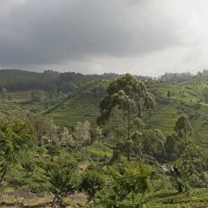 Tea plantation on a hill, tea garden near the Hotel Tea Factory, Nuwara Eliya, Sri Lanka