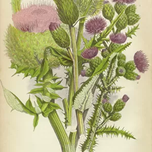 Botanical illustrations