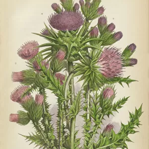 Thistle, Milk Thistle, Musk Thistle, Scotland, Victorian Botanical Illustration