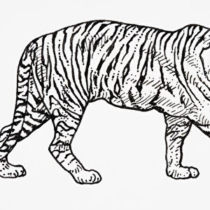 Tiger (Panthera tigris), walking forwards