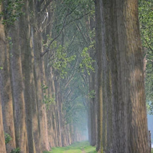 Tree lined lane