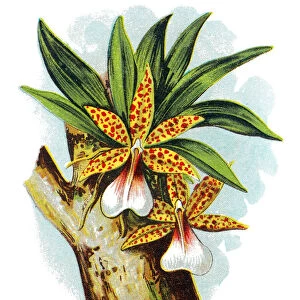 Trichocentrum tigrinum Orchid