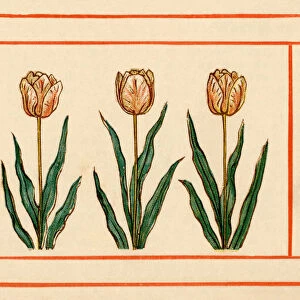 Tulips - Kate Greenaway, 1884