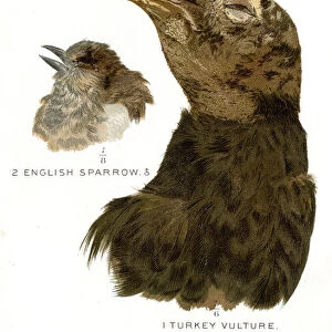 Turkey vulture head lithograph 1897
