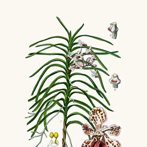 Vanda tricolor Orchid