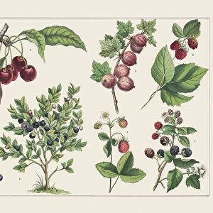 Various plants (Rosaceae, Ericaceae, Grossulariaceae):, chromolithograph, published 1891