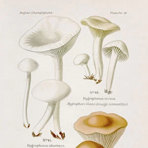 Waxy Caps mushroom 1891