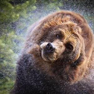 Wet grizzly bear