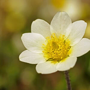 White Mountain Avens or White Dryas -Dryas octopetala-, national flower of Iceland and official territorial flower of the Swedish province of Lapland, Sweden, Europe