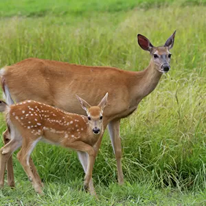 White-tailed deer with twin fawns