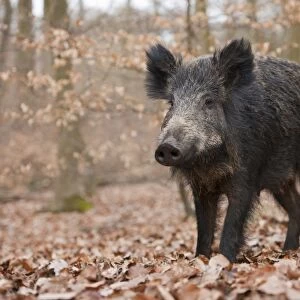 Wild Boar -Sus scrofa-, wild sow, captive, North Rhine-Westphalia, Germany