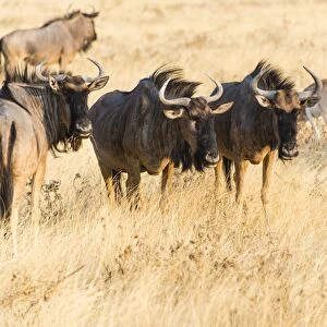 Wildebeest -Connochaetes taurinus-, group in steppe grass, Etosha National Park, Namibia