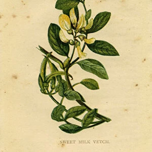 Yellow wildflower sweet milk vetch Victorian botanical illustration by Anne Pratt