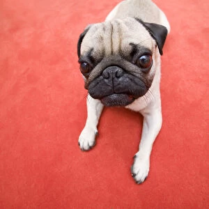 A young pug lying on a red carpet