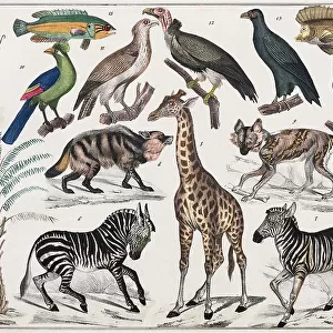 Zone painting, South Africa, Kafferland, East Coast of South Africa, from natural history and ethnology, hand-coloured panel by Traugott Bromme, Stuttgart 1846