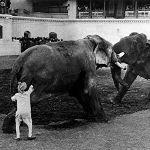 Elephant fighting during the Maharajah of Barodas birthday 21 January 1948