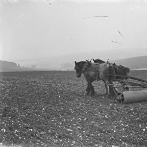 A farmer and his team of horses pull the roller across a field planted with oats