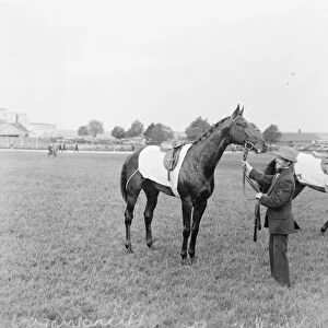 Hurstwood racehorse 1924