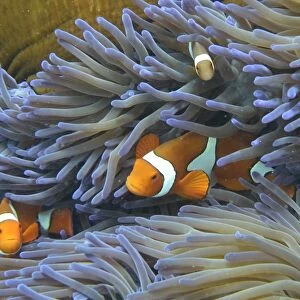 Australia-Conservation-Reef-Environment