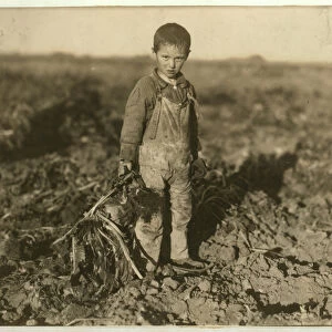 6 year old Jo pulling sugar beets on a farm near Sterling, Colorado, 1915 (b / w photo)