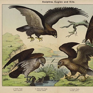 Accipitres, Eagles and Kite (colour litho)