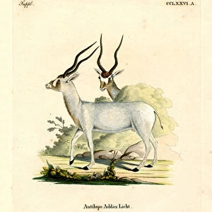 Addax Antelope (coloured engraving)