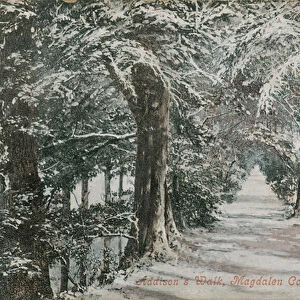 Addisons Walk, Magdalen College, Oxford. Postcard sent in 1913
