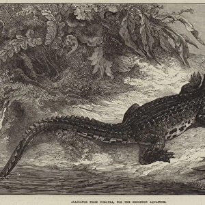 Alligator from Sumatra, for the Brighton Aquarium (engraving)