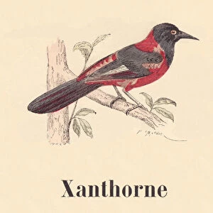 ALPHABET ILLUSTRATES Xanthorne BIRDS, 1912 (illustration)