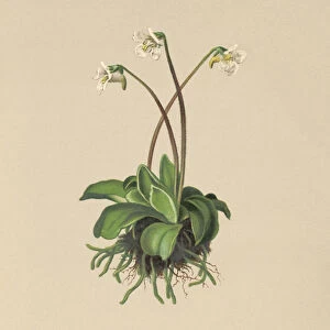 Alpine Butterwort (Pinguicula flavescens, Pinguicula alpina) (colour litho)