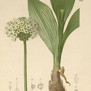 Alpine Leek (Allium victorialis, Allium victoriale, Cepa victorialis, Geboscon triphylum