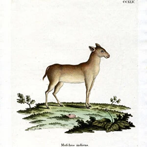 Alpine Musk Deer