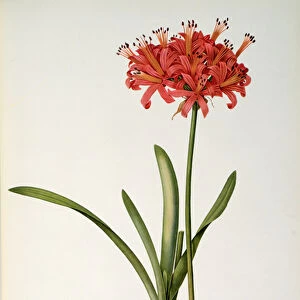 Amaryllis Curvifolia, 1809, from Les Liliacees by Pierre Redoute, 8 volumes