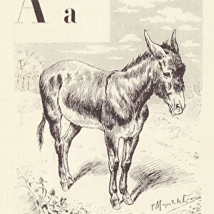 A for Ane, 1901 (illustration)