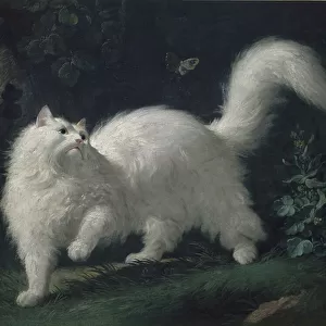 Angora cat chasing a butterfly, c. 1760 (oil on canvas)