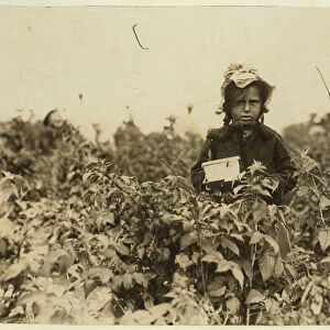 Annie Bissie picking berries in the fields near Baltimore, Maryland, 1909 (b / w photo)