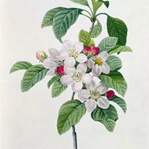 Apple Blossom, from Les Choix des Plus Belles Fleurs, engraved by Chapuy