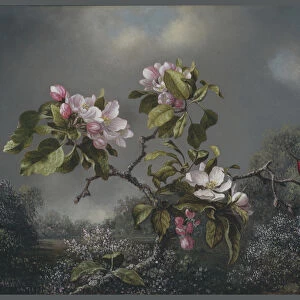 Apple Blossoms and Hummingbird, 1871 (oil on board)