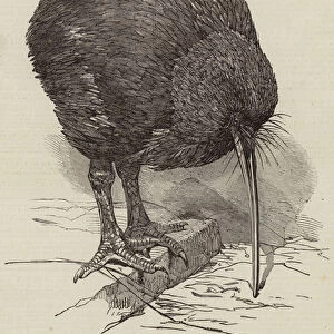 Apteryx in the Gardens of the Zoological Society, Regents Park (engraving)